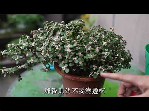 植物金枝玉葉|【金枝玉葉植物】金枝玉葉植物養護攻略！掌握 7 大關。